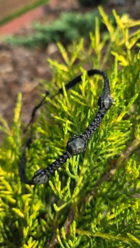 Black arthropod with rounded body segments on bright green moss or plant foliage in sunlight